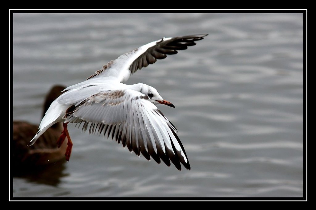 Animaux d'Islande Oiseau-vol-lac