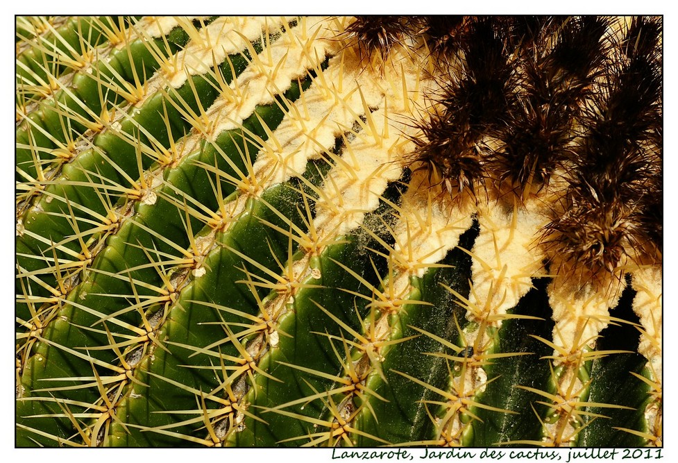 Lanzarote (srie 1) : les cactus Cactus06