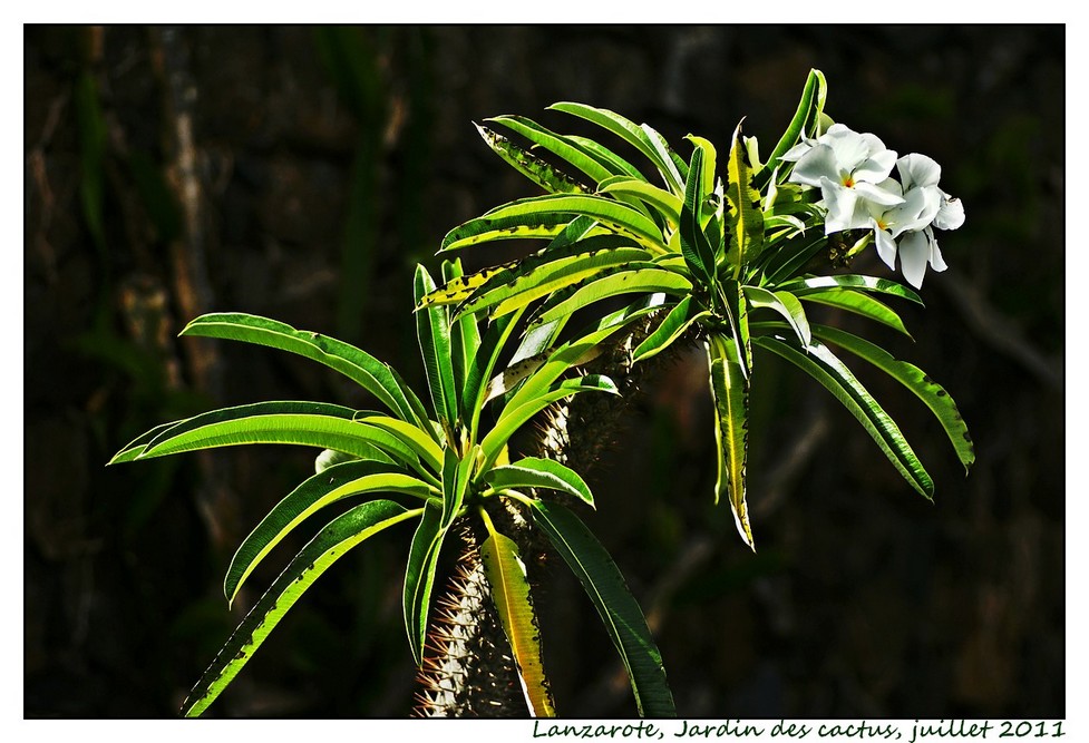 Lanzarote (srie 1) : les cactus Cactus10