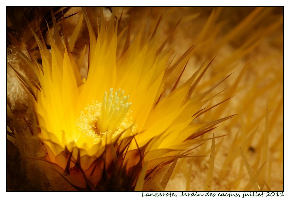 Lanzarote (srie 1) : les cactus Cactus11