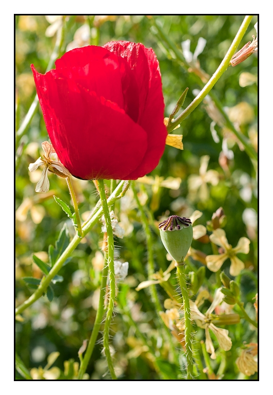 Coup de Coeur n 59 - Macro Coquelicot1