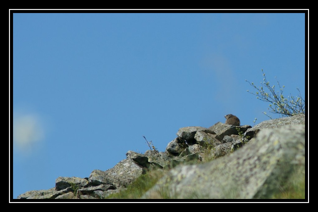 sortie marmottes au Chambourguet Marmotte01