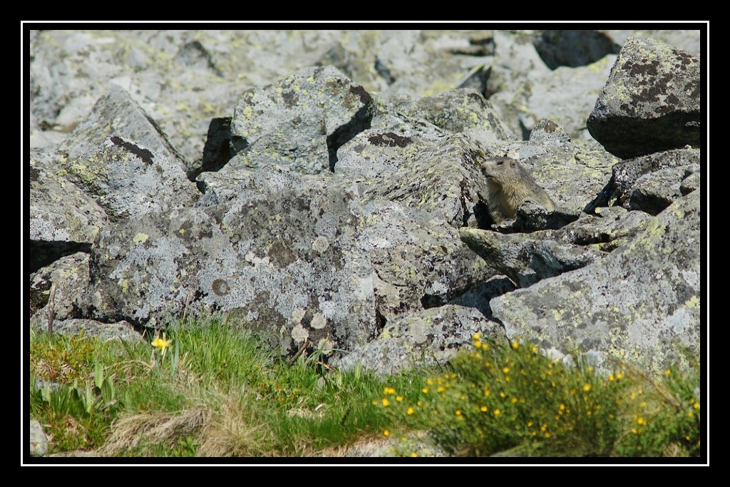 sortie marmottes au Chambourguet Marmotte02