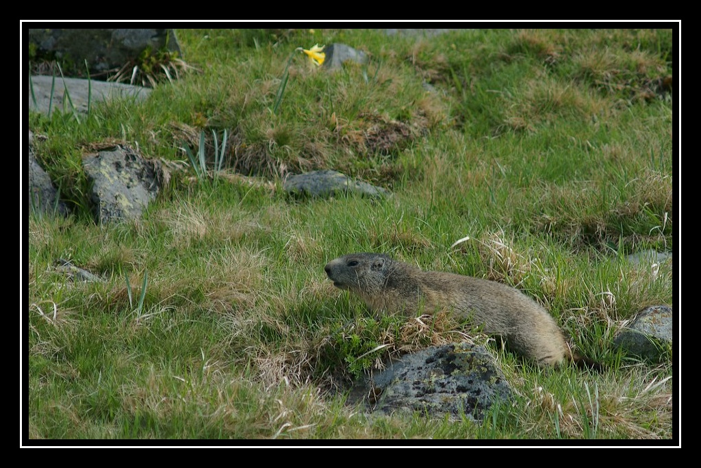 sortie marmottes au Chambourguet Marmotte04