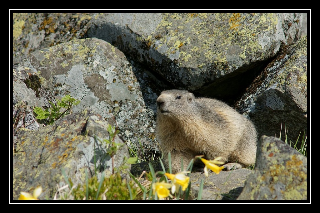 sortie marmottes au Chambourguet Marmotte06