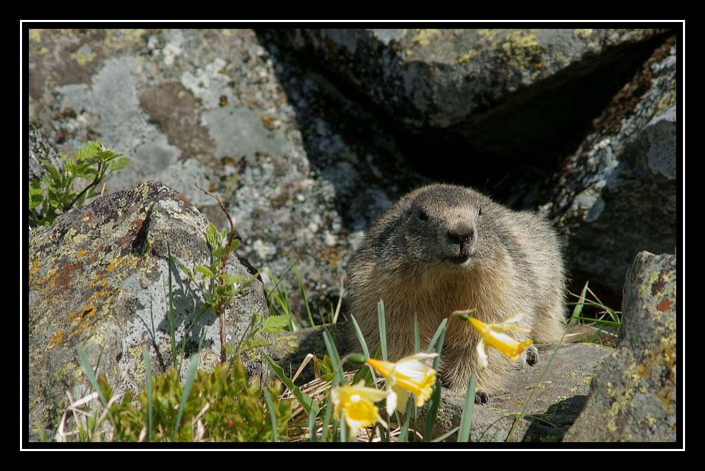 sortie marmottes au Chambourguet Marmotte07