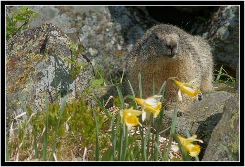 Votre plus belle photo de l'anne 2010 ! - Page 2 Marmotte2010