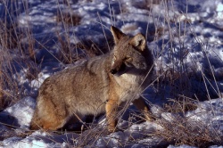 Kojote (Canis latrans) 250px-Koyote-2351