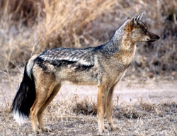 Streifenschakal (Canis adustus) 250px-Streifenschakal-0258