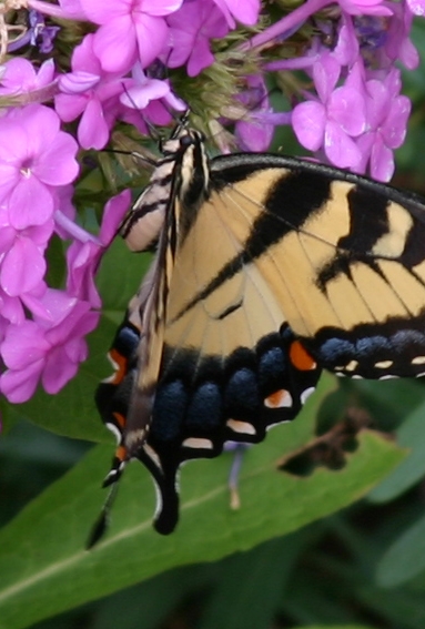 dons photos/image signature vierge et site de photos ! 932tigerswallowtail