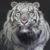 avatar tigre 95n7i5j5