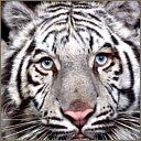 avatar tigre Dmw0v95a