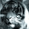 avatar tigre Gg8uoqxj