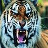 avatar tigre Ijutmdxi