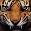 avatar tigre Nz3cas8b