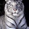 avatar tigre Qwa4nhov