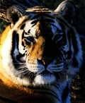 avatar tigre Tk570xtp