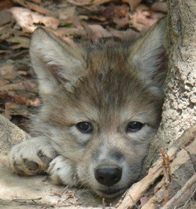 Your Wolf Pics - Page 3 Wolf-pup