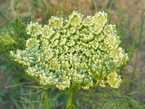 صور لبعض عائلات الخضر (البذور والنورات ) Sum2007_carrot_flowering