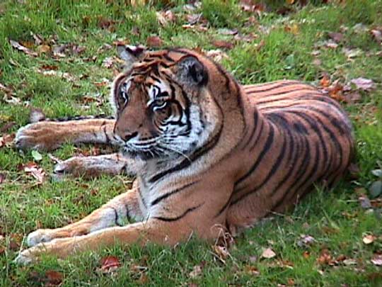 les tigres/tigresses Tigrefemgr