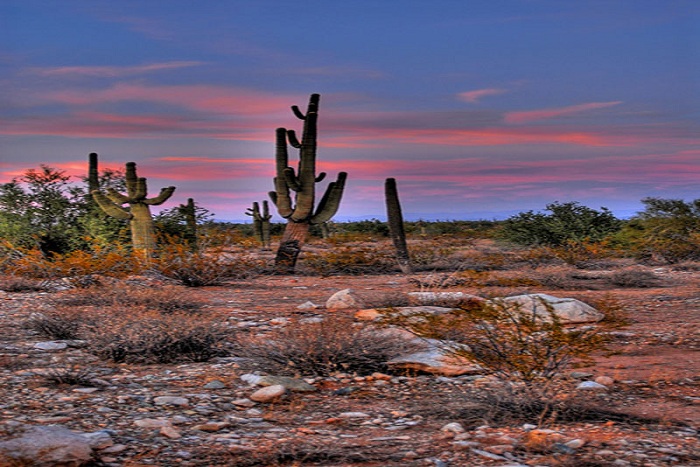 И пустините се убави 07-Mojave-Desert-Cacti-800x534