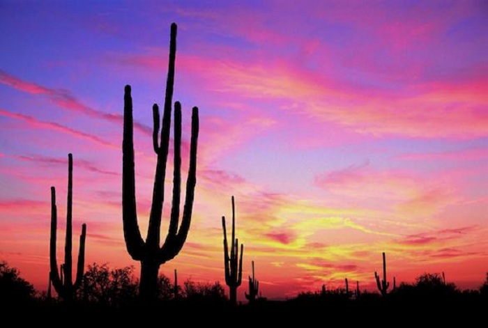 И пустините се убави 09-sonora-ls-19179-Arizona-Saguaro-Sunset
