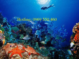 Tour 4 đảo Nha Trang - 120K - DT 0969 550 460 -Lặn biển 350K A12