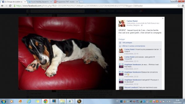 Basset de 2 ans 9ac2343b-a61e-49eb-a472-5e2c1cbe3702