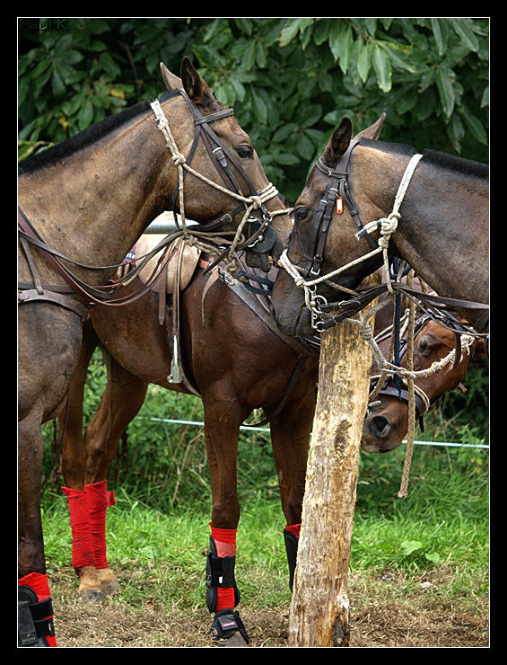 Encore des chevaux : tournoi de polo au Chef-du-Bois à La Forêt-Fouesnant Image70