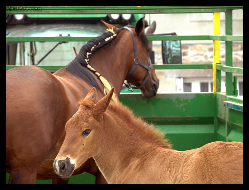 Concours de chevaux bretons (trait et postier) Image1