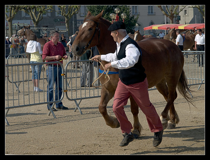 Concours de chevaux bretons (trait et postier) Image11