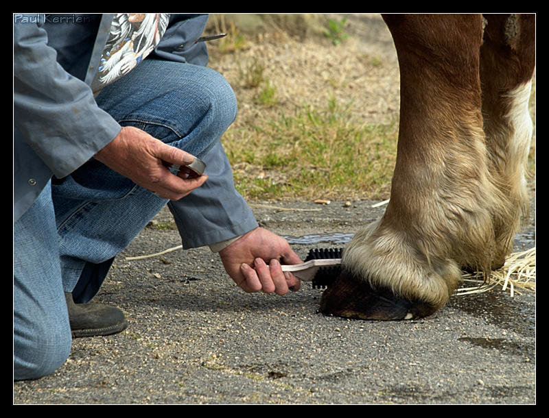 Concours de chevaux bretons (trait et postier) Image7