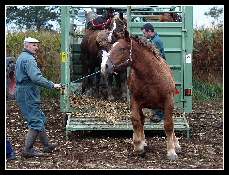 Foire aux poulains et pouliches Image36