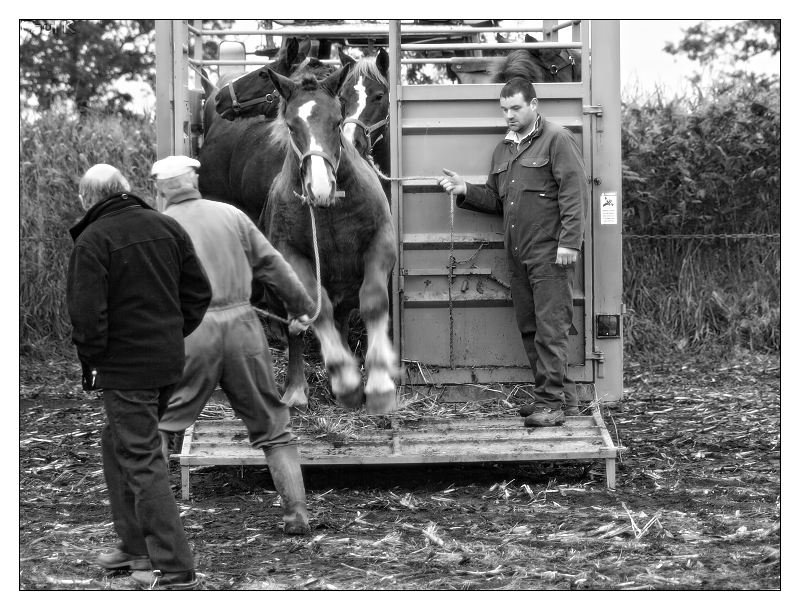 Foire aux poulains et pouliches Image49