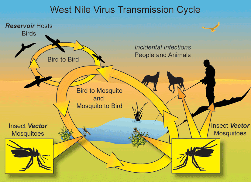 C'est le Début de la Fin - Page 35 WestNileVirus-large