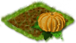 Растения Pumpkin