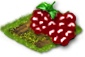 Растения Raspberry