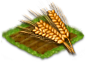 Растения Wheat