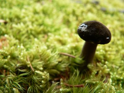 Pico Nublado Black-Mushroom