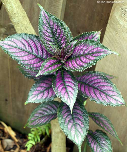 Strobilanthes (ou Perilepta) 3365