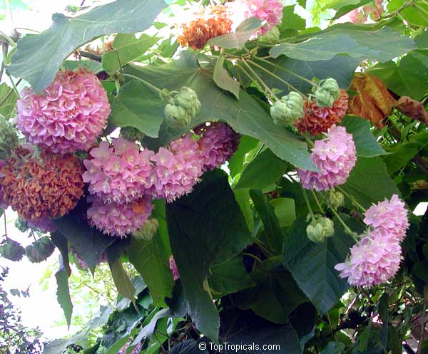 Dombeya rotundifolia - Page 2 2535