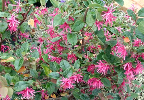 Loropetalum 5803