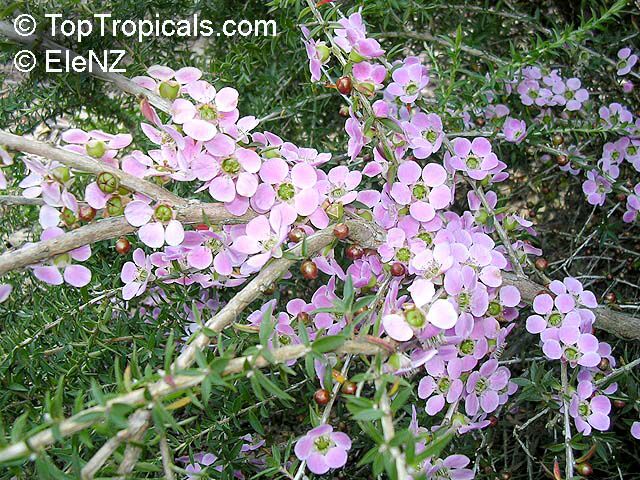 Paj Nroj, Paj Ntoo Leptospermum1el