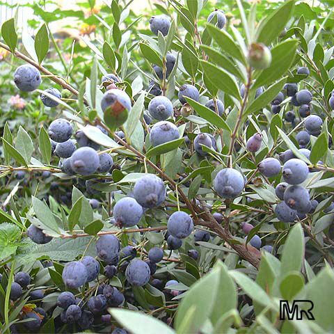 أعشاب وصحة Myrtus_communis441