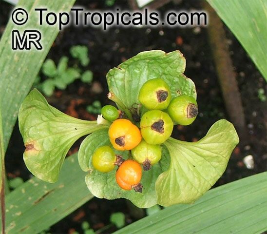 VƯỜN CÂY HOA ĐV I - Page 21 Tacca_palmata602