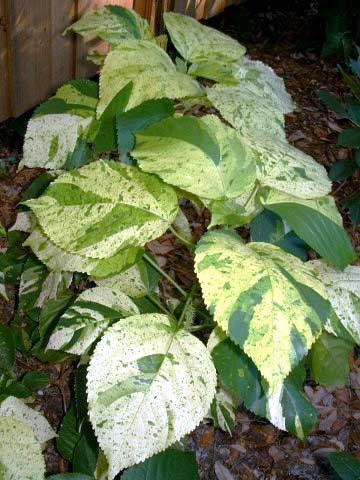 الاكاليفا - Acalypha Acalypha-Wilkesiana