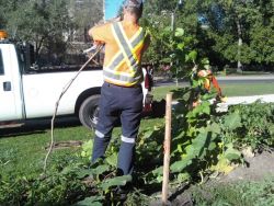 City Of Toronto Workers Destroy Free Community Food Garden 0928020952a