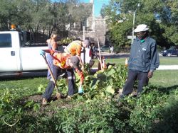 City Of Toronto Workers Destroy Free Community Food Garden 0928020954