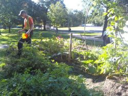 City Of Toronto Workers Destroy Free Community Food Garden Garden_photo_1