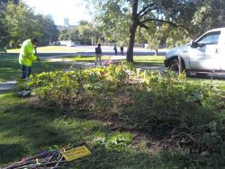 City Of Toronto Workers Destroy Free Community Food Garden Garden_photo_3